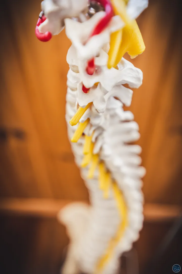 Expertise anatomique ostéopathe